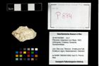 Foto (Objekt + Etikett) von Pithonoton marginatum (von Meyer, 1842)  (NHMW-GEO-2014-0194-0884)